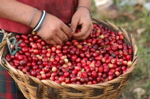 café gourmet, justo y sostenible