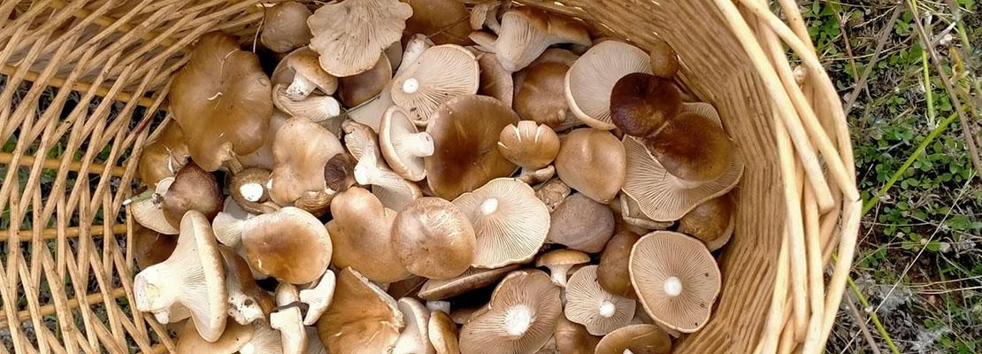 Curso de Bosque Innova